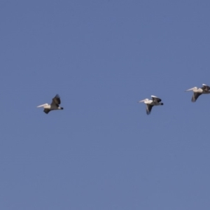 Pelecanus conspicillatus at Fyshwick, ACT - 16 Apr 2019 10:26 AM