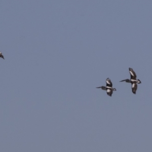 Pelecanus conspicillatus at Fyshwick, ACT - 16 Apr 2019