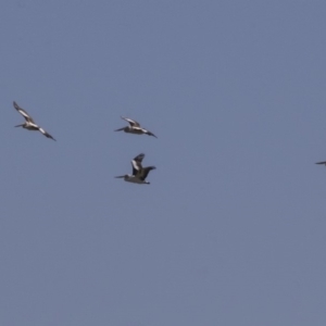 Pelecanus conspicillatus at Fyshwick, ACT - 16 Apr 2019 10:26 AM