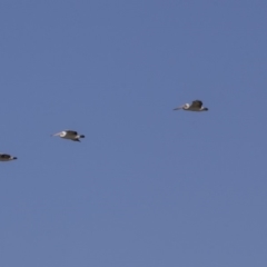 Pelecanus conspicillatus at Fyshwick, ACT - 16 Apr 2019 10:26 AM