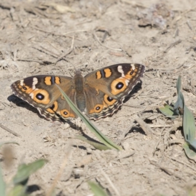 Junonia villida (Meadow Argus) at Fyshwick, ACT - 16 Apr 2019 by AlisonMilton