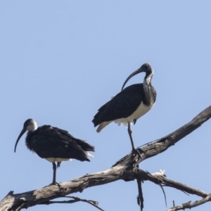 Threskiornis spinicollis at Fyshwick, ACT - 16 Apr 2019