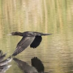 Phalacrocorax sulcirostris (Little Black Cormorant) at Fyshwick, ACT - 16 Apr 2019 by AlisonMilton