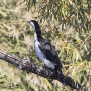 Microcarbo melanoleucos at Fyshwick, ACT - 16 Apr 2019 11:09 AM