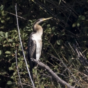 Anhinga novaehollandiae at Fyshwick, ACT - 16 Apr 2019