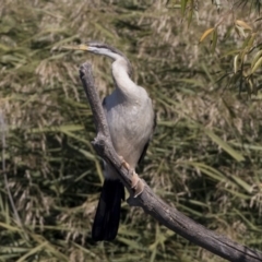 Anhinga novaehollandiae at Fyshwick, ACT - 16 Apr 2019