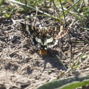 Apina callisto at Fyshwick, ACT - 16 Apr 2019