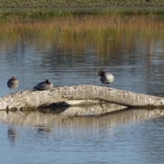 Chenonetta jubata (Australian Wood Duck) at Fyshwick, ACT - 16 Apr 2019 by Mike