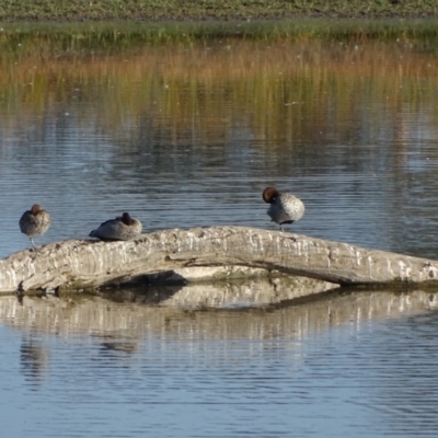 Chenonetta jubata (Australian Wood Duck) at Fyshwick, ACT - 16 Apr 2019 by Mike