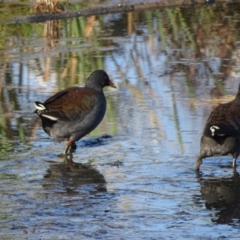 Gallinula tenebrosa (Dusky Moorhen) at Fyshwick, ACT - 16 Apr 2019 by Mike
