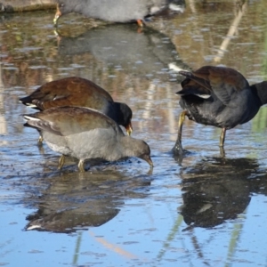 Gallinula tenebrosa at Fyshwick, ACT - 16 Apr 2019 08:18 AM