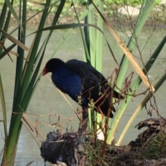 Porphyrio melanotus (Australasian Swamphen) at Fyshwick, ACT - 15 Apr 2019 by Mike