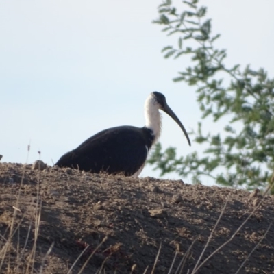 Threskiornis spinicollis (Straw-necked Ibis) at Fyshwick, ACT - 16 Apr 2019 by Mike