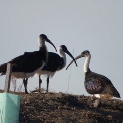 Threskiornis spinicollis at Fyshwick, ACT - 16 Apr 2019 08:39 AM