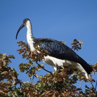 Threskiornis spinicollis (Straw-necked Ibis) at Fyshwick, ACT - 15 Apr 2019 by Mike