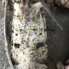 Agrotis porphyricollis (Variable Cutworm) at Monash, ACT - 16 Apr 2019 by jackQ