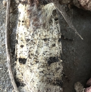 Agrotis porphyricollis at Monash, ACT - 16 Apr 2019