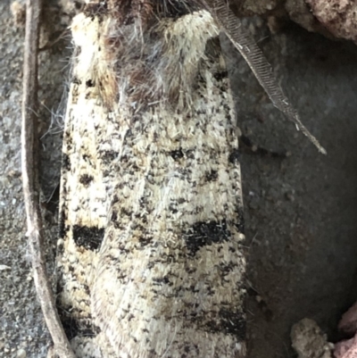 Agrotis porphyricollis (Variable Cutworm) at Monash, ACT - 16 Apr 2019 by jackQ