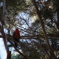 Alisterus scapularis (Australian King-Parrot) at Mongarlowe River - 16 Apr 2019 by LisaH