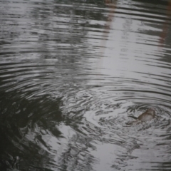 Ornithorhynchus anatinus (Platypus) at Budawang, NSW - 15 Apr 2019 by LisaH