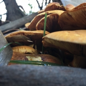 Gymnopilus junonius at Charleys Forest, NSW - 14 Apr 2019