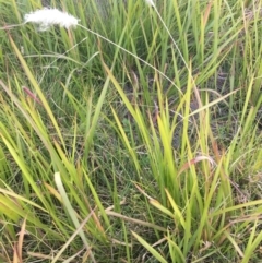 Imperata cylindrica (Blady Grass) at Charleys Forest, NSW - 14 Apr 2019 by LisaH