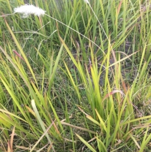 Imperata cylindrica at Charleys Forest, NSW - 14 Apr 2019