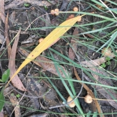 Unidentified Lichen, Moss or other Bryophyte at Mongarlowe River - 14 Apr 2019 by LisaH