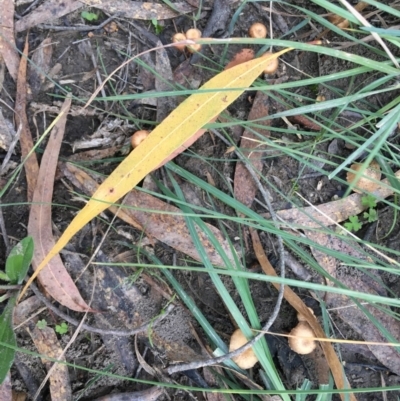 Unidentified Lichen, Moss or other Bryophyte at Mongarlowe River - 14 Apr 2019 by LisaH