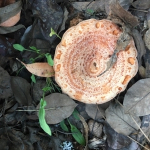 Lactarius deliciosus at Mongarlowe, NSW - suppressed