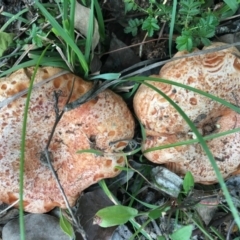 Lactarius deliciosus at Charleys Forest, NSW - 14 Apr 2019