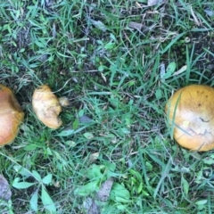 Suillus sp. (A bolete ) at Charleys Forest, NSW - 14 Apr 2019 by LisaH