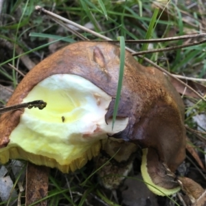 Suillus sp. at suppressed - 14 Apr 2019