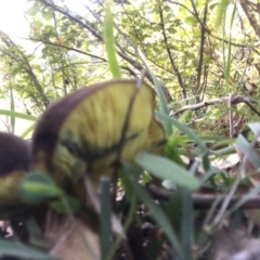 Suillus sp. at suppressed - 14 Apr 2019