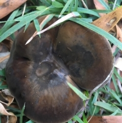 Suillus sp. at suppressed - 14 Apr 2019