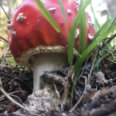 Amanita muscaria at Mongarlowe, NSW - 14 Apr 2019