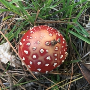 Amanita muscaria at Mongarlowe, NSW - suppressed