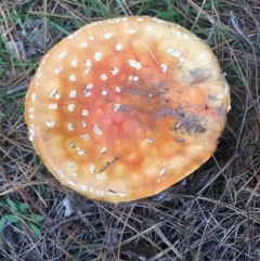 Amanita muscaria (Fly Agaric) at Mongarlowe, NSW - 14 Apr 2019 by LisaH