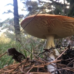 Amanita muscaria at Mongarlowe, NSW - 14 Apr 2019