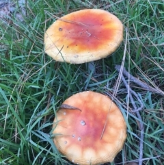 Amanita muscaria at Mongarlowe, NSW - 14 Apr 2019