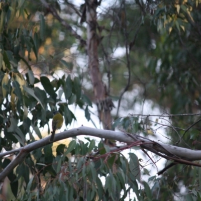 Nesoptilotis leucotis (White-eared Honeyeater) at Mongarlowe, NSW - 14 Apr 2019 by LisaH