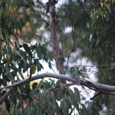 Nesoptilotis leucotis (White-eared Honeyeater) at Mongarlowe River - 14 Apr 2019 by LisaH