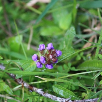 Prunella vulgaris (Self-heal, Heal All) at Mongarlowe River - 14 Apr 2019 by LisaH