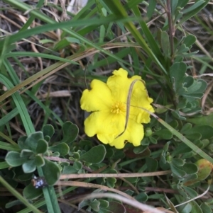 Hibbertia obtusifolia at Mongarlowe, NSW - 14 Apr 2019