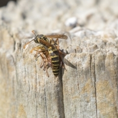 Polistes (Polistes) chinensis (Asian paper wasp) at Fyshwick, ACT - 16 Apr 2019 by AlisonMilton