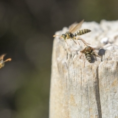 Polistes (Polistes) chinensis at Fyshwick, ACT - 16 Apr 2019