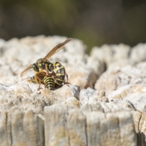 Polistes (Polistes) chinensis at Fyshwick, ACT - 16 Apr 2019