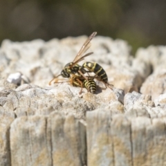 Polistes (Polistes) chinensis at Fyshwick, ACT - 16 Apr 2019 11:40 AM