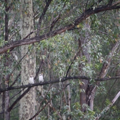 Dacelo novaeguineae (Laughing Kookaburra) at Moruya, NSW - 26 Jan 2019 by LisaH