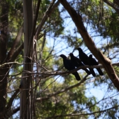 Corcorax melanorhamphos (White-winged Chough) at Mongarlowe River - 10 Feb 2019 by LisaH